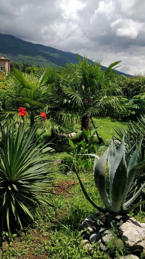 Tikhaya Gavan Guest House Gagra Exteriér fotografie